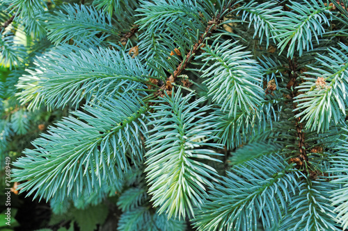 Several brunches of the blue spruce with needles