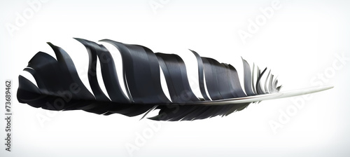 Feather, vector illustration