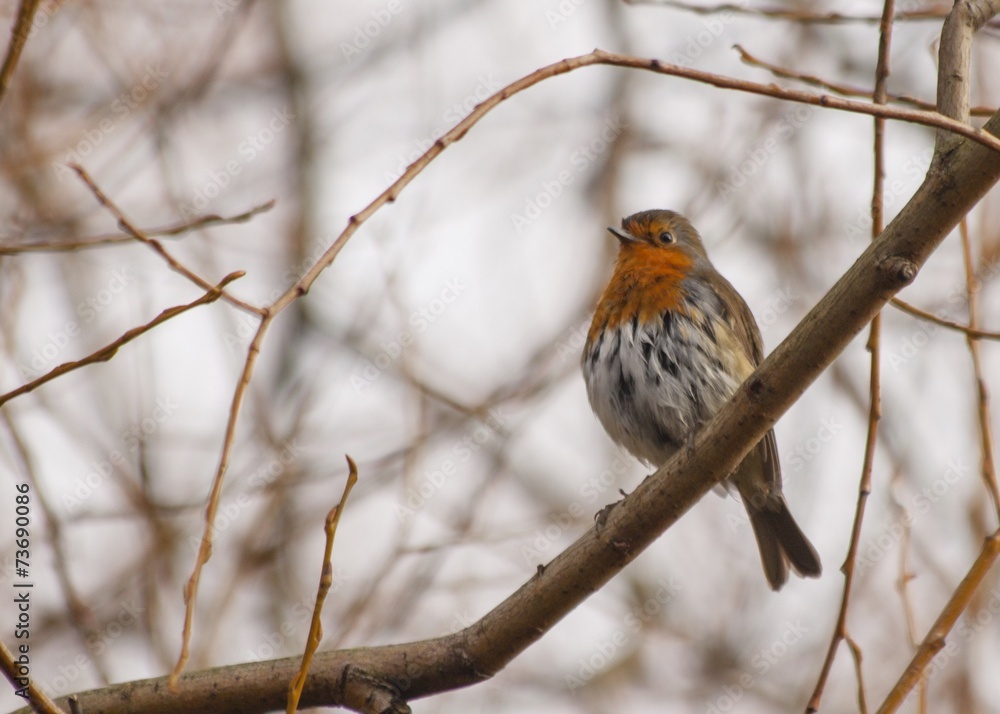 Robin Red Breast Robin Red Breast