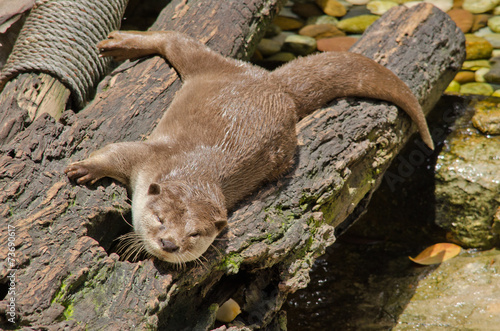 smooth coated otter