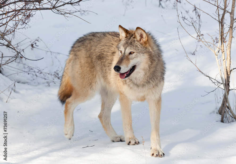 Naklejka premium Timber Wolf in Winter
