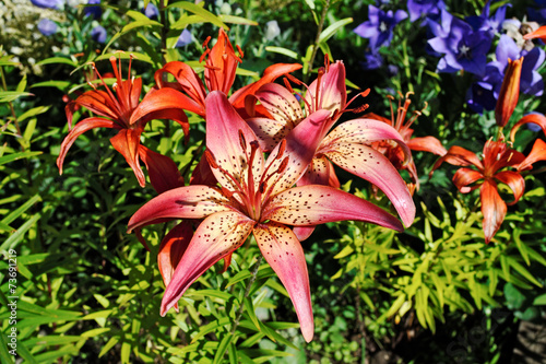 Several flowers of lily with vivid colors