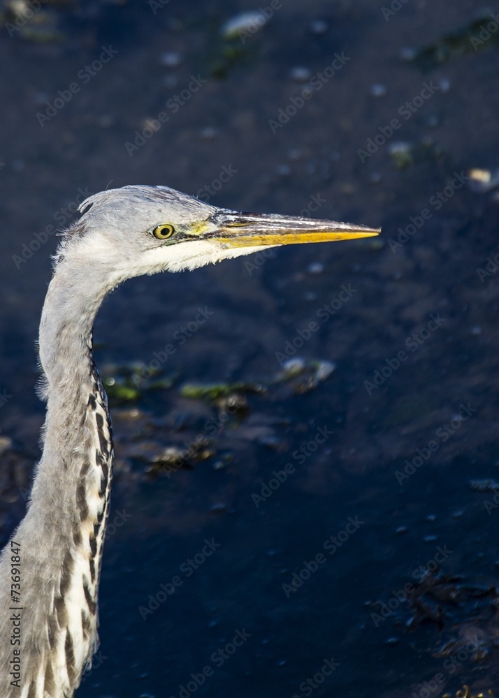 Grey Heron Grey Heron