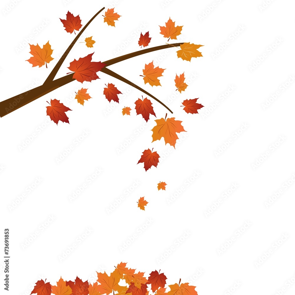 Branch of maple tree Branch of maple tree
