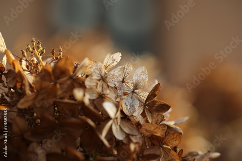 Hortensie, Herbst, verblüht photo