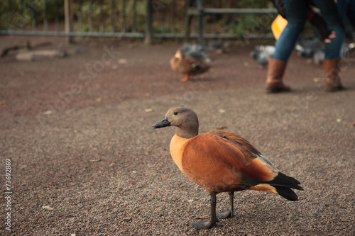 Ruddy Shelduck photo