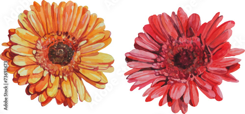 isolated gerbera flowers made in watercolor