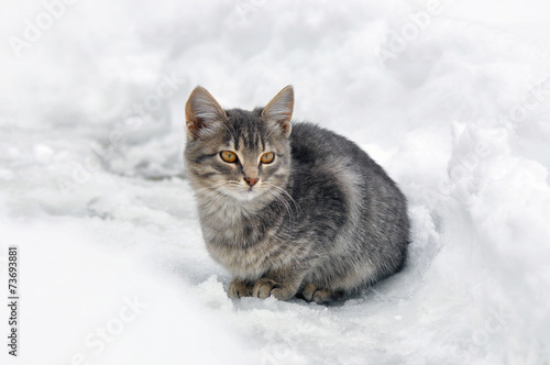 Grey kitten with orange eyes sitting in the snow