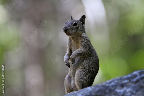 écureuil à Yosemite