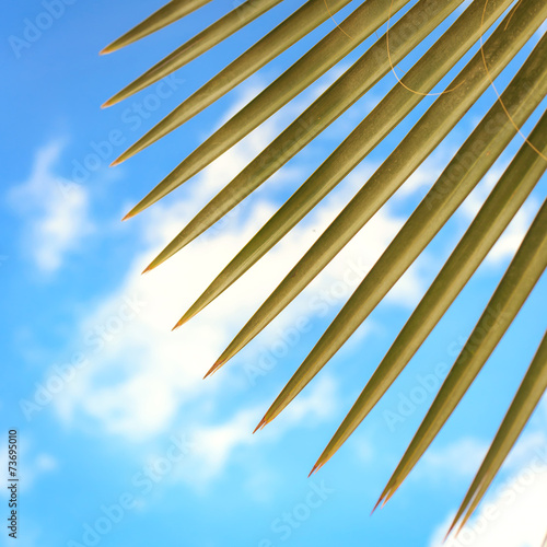 Palm leaf texture with sky