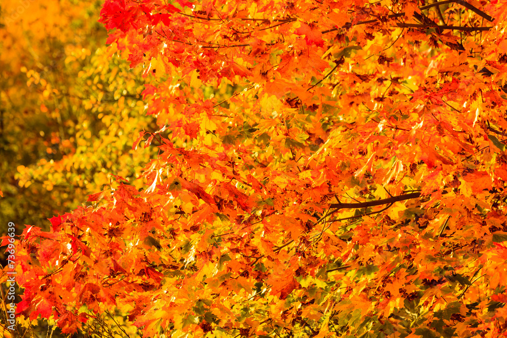 autumn leaves fall trees nature background autumn leaves fall trees nature background