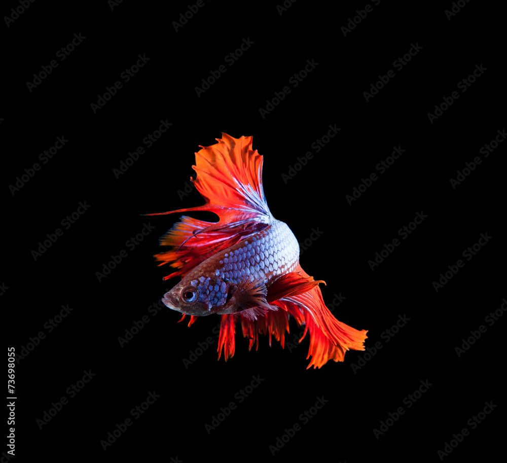 red tail and fin thai siamese betta fighting fish show beautiful red tail and fin thai siamese betta fighting fish show beautiful