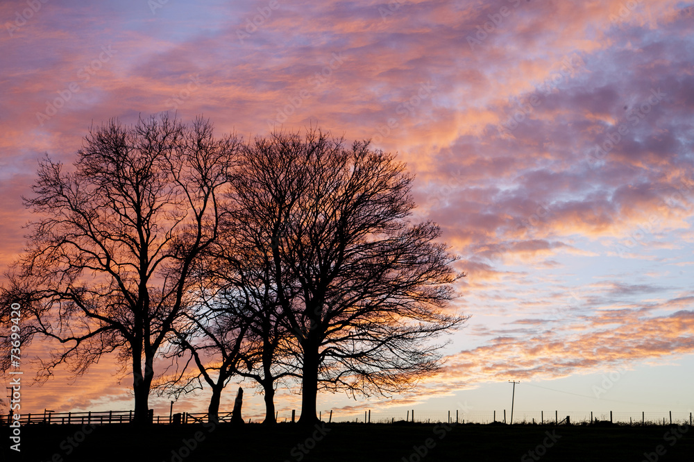 two winter trees with sunset
