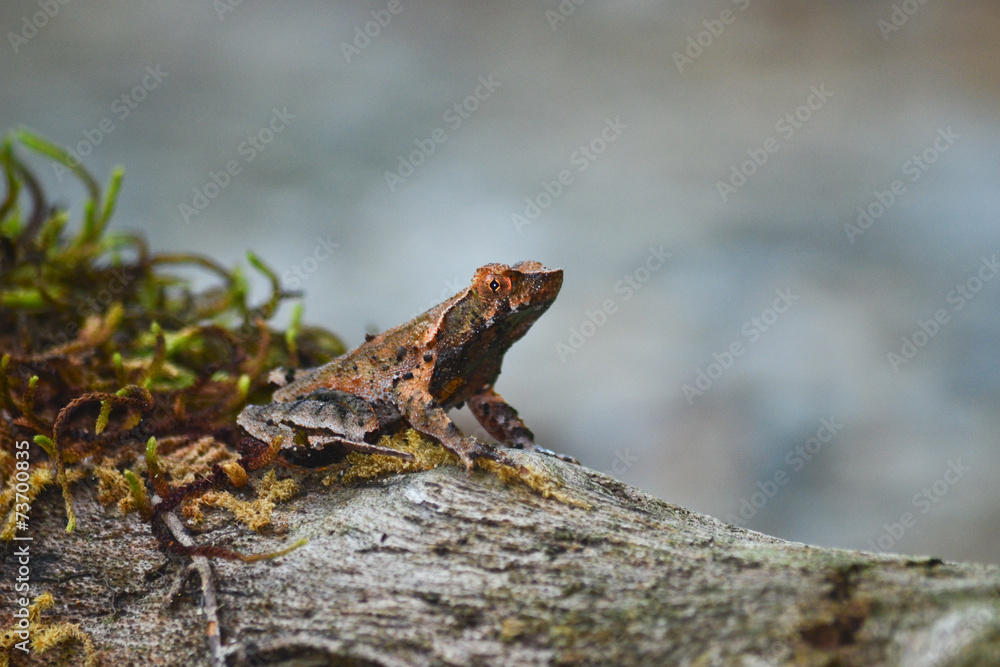 Fototapeta premium brown frog