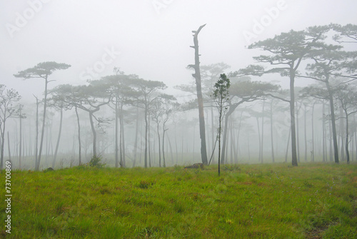 Forest of landscape