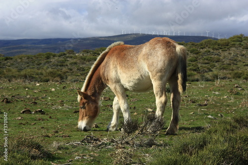 caballo en Navas del Marqués, Madrid