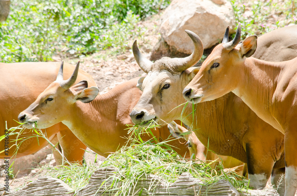 banteng in thailand banteng in thailand