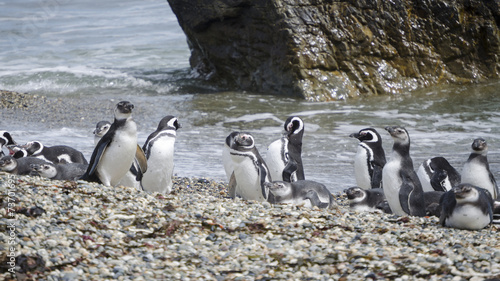 pinguini pinguinera punta arenas 23