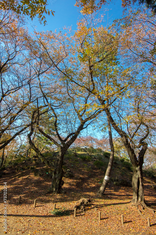 箱根山 箱根山