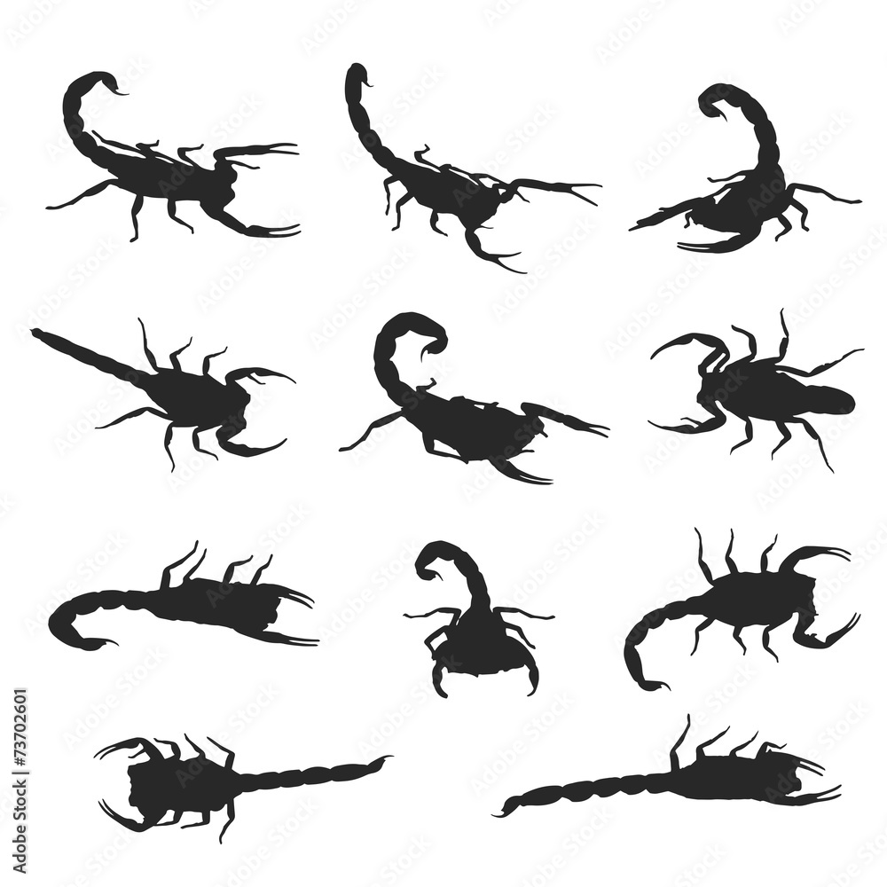 Naklejka premium Vector image of an scorpion on white background