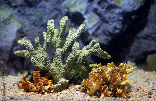 Corals reef.