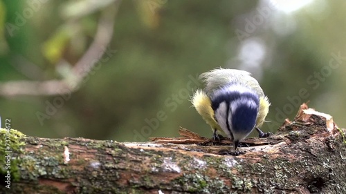 Blaumeise photo