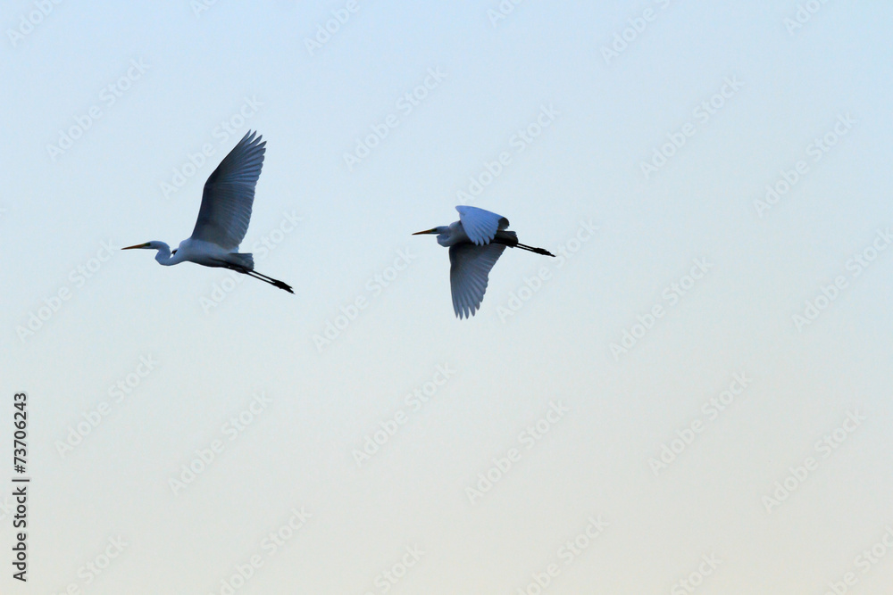 Obraz premium bird