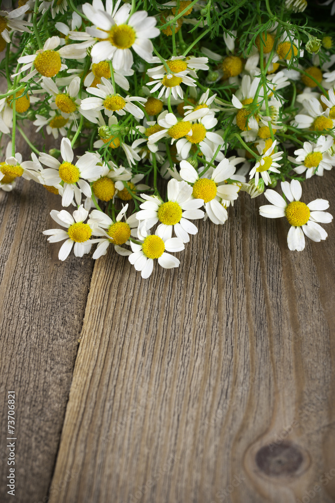 Obraz premium Chamomiles bouquet