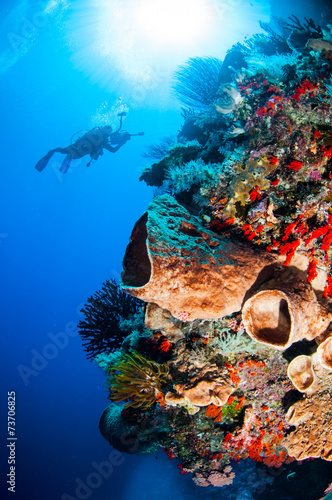 Diver, sponge, crinoid, black sun coral in Banda underwater photo