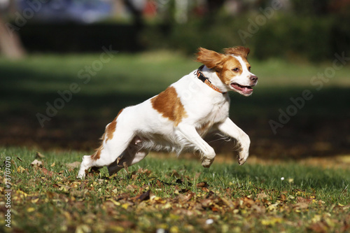 Happy dog Brittany spaniel playing in park, autumn