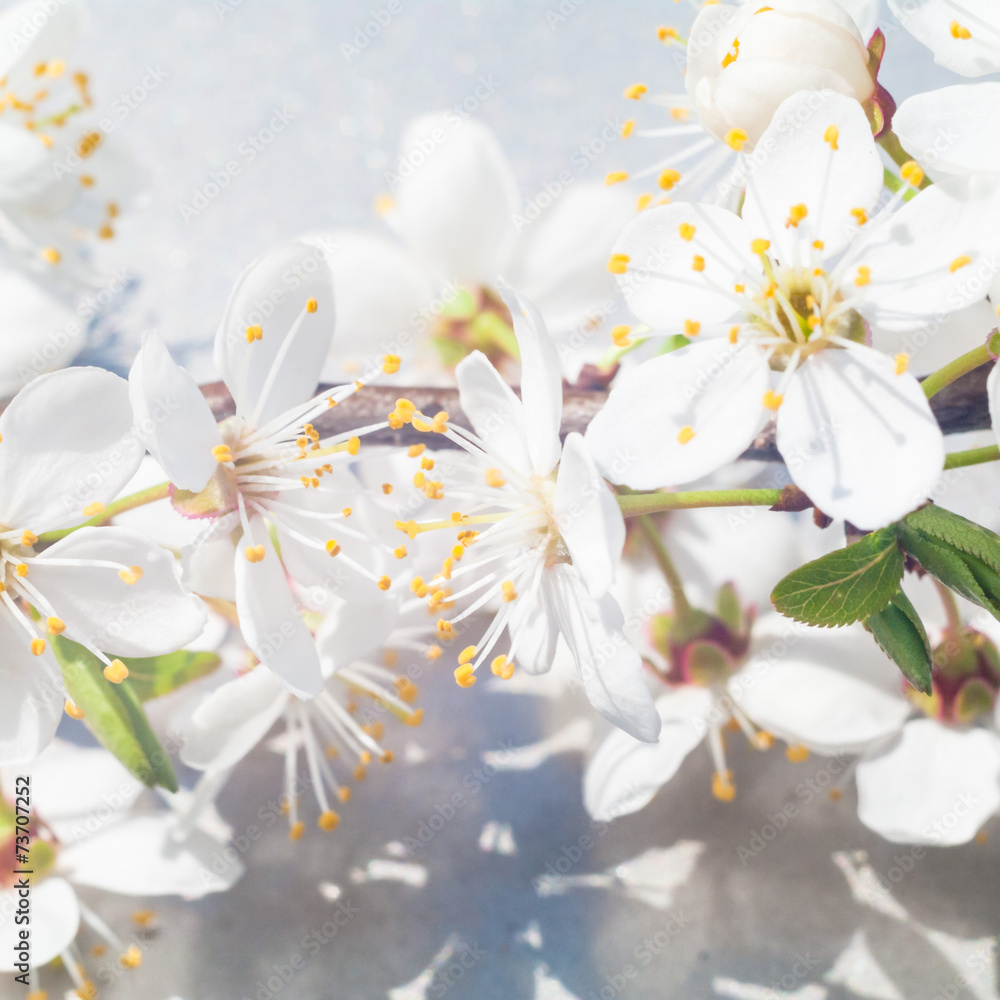 Fototapeta premium flowers