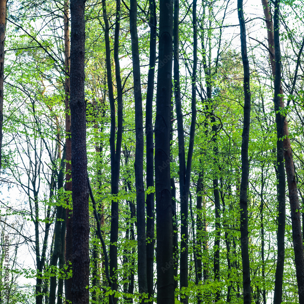 Fototapeta premium trees