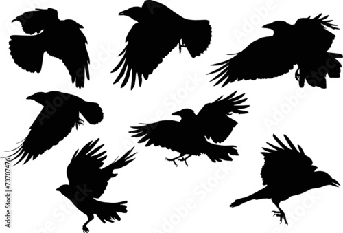 set of seven crow silhouettes isolated on white