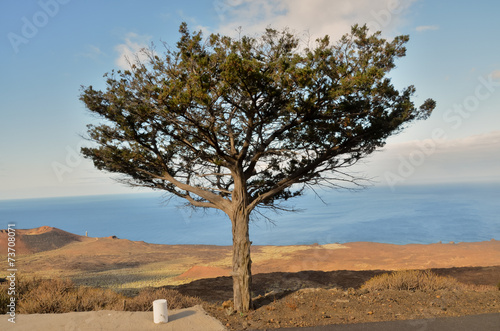 Gnarled Juniper Tree Shaped By The Wind photo