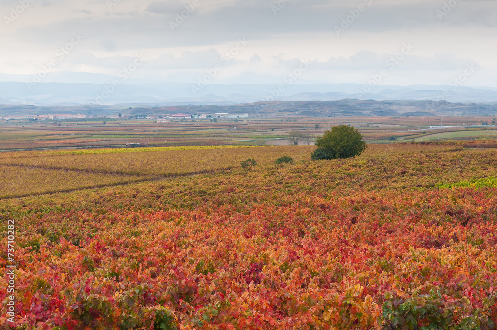 Fototapeta premium Vineyards in autumn colors