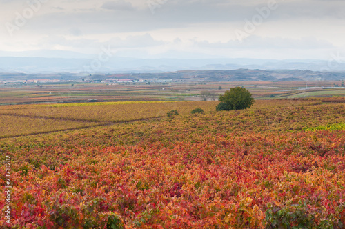 Vineyards in autumn colors