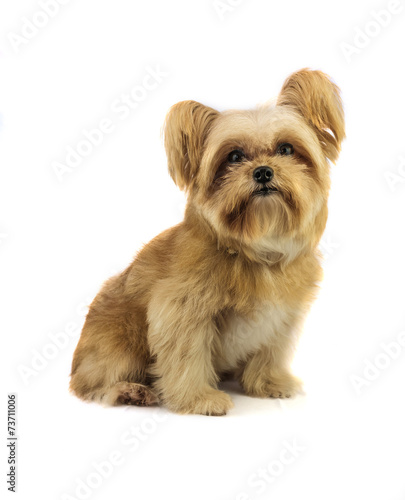 Fototapeta Naklejka Na Ścianę i Meble -  Cute Mixed Breed Dog