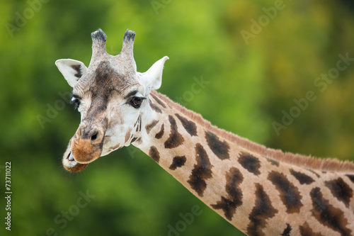 Fototapeta Naklejka Na Ścianę i Meble -  Giraffe (Giraffa camelopardalis)