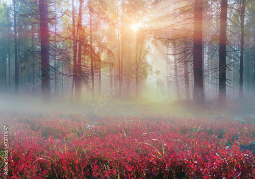 alpine poppies in the Carpathians