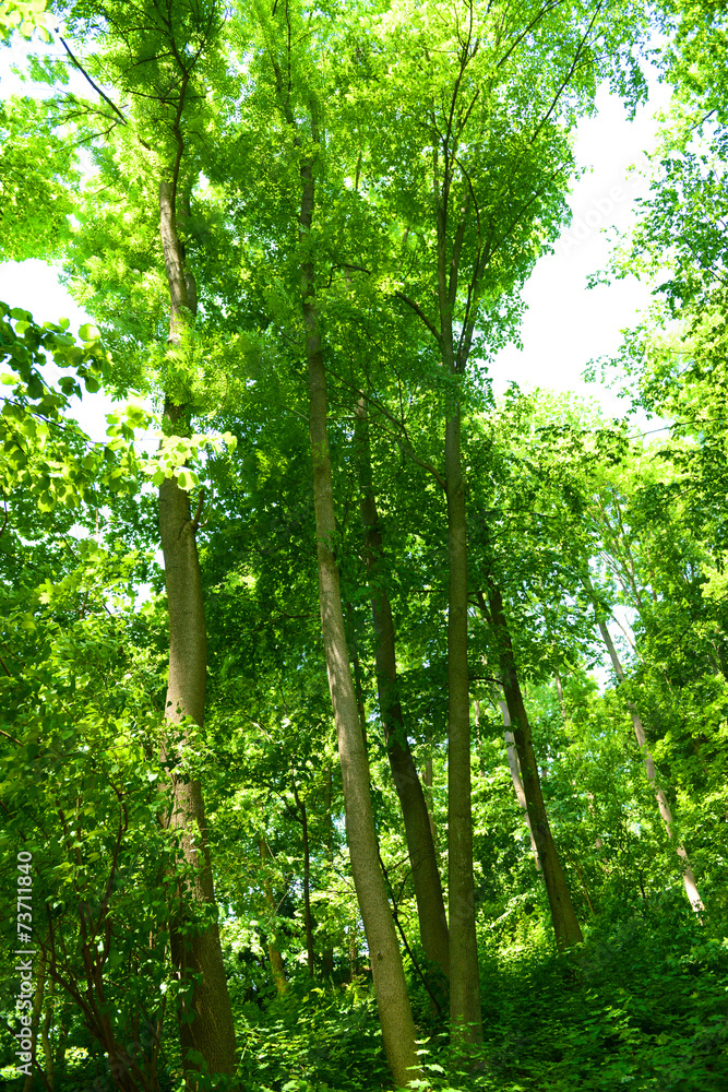 Obraz premium Beautiful trees in forest