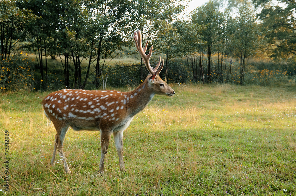 Deer spotted. Deer spotted.