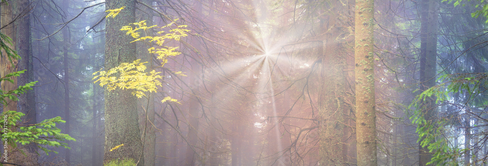 Obraz premium Radiance misty forest