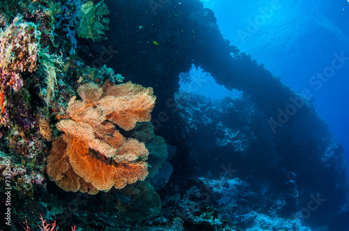 Sea fan Melithaea in Banda, Indonesia underwater