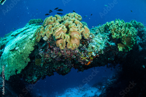 Mushroom leather corals in Banda  Indonesia underwater