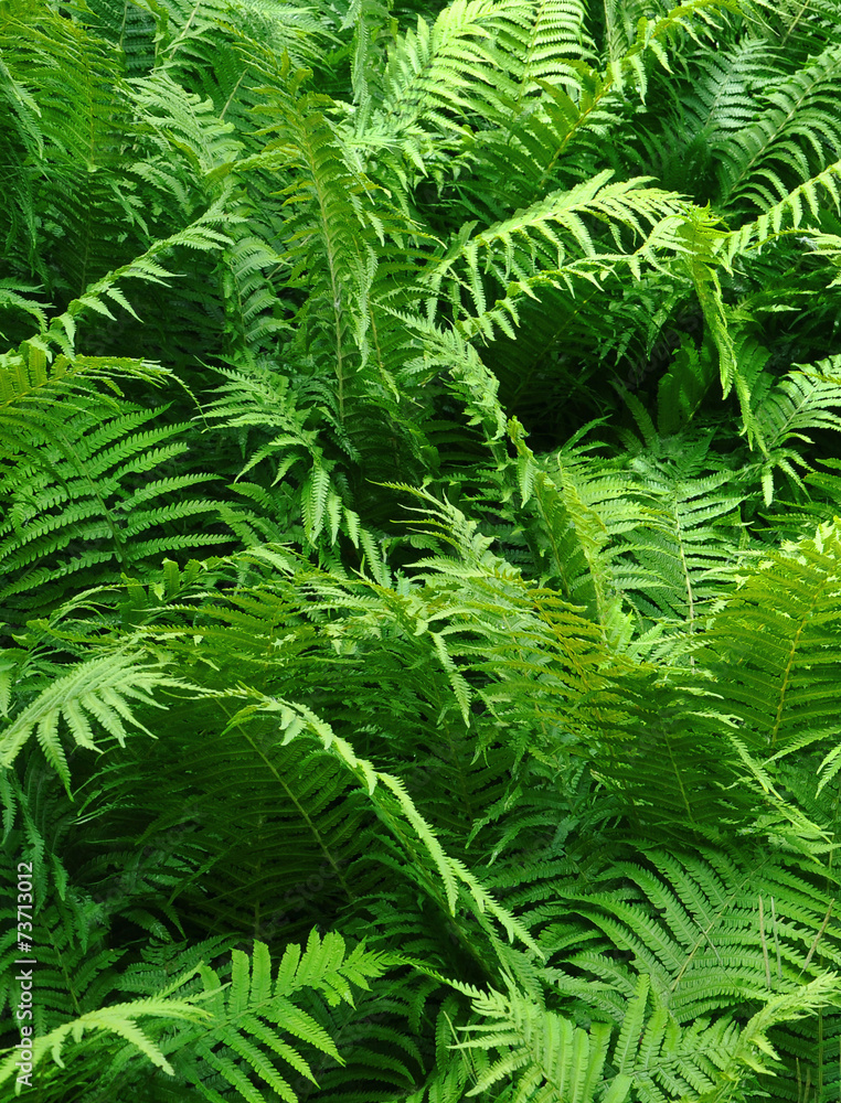 bush of fern close up bush of fern close up
