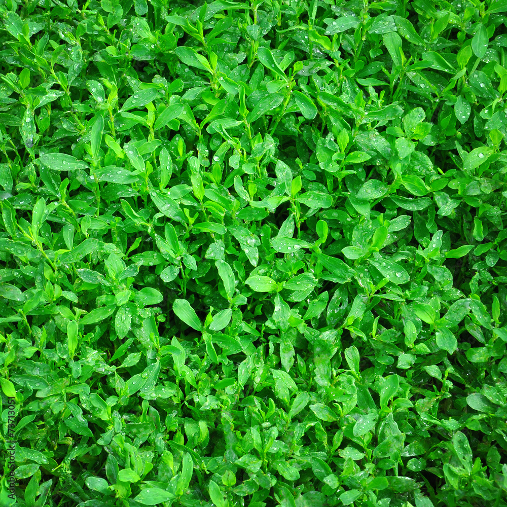 Obraz premium knotweed grass close up