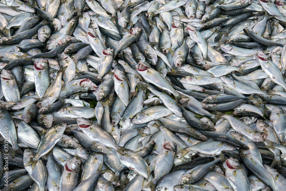 Fresh fish into ice Fresh fish into ice