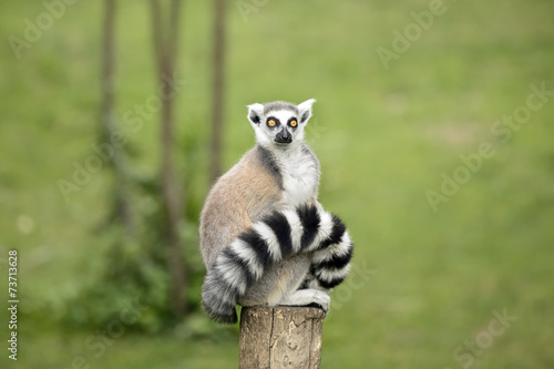 Fototapeta Naklejka Na Ścianę i Meble -  Lemur sitting on a log funny staring fixed gaze big eyes