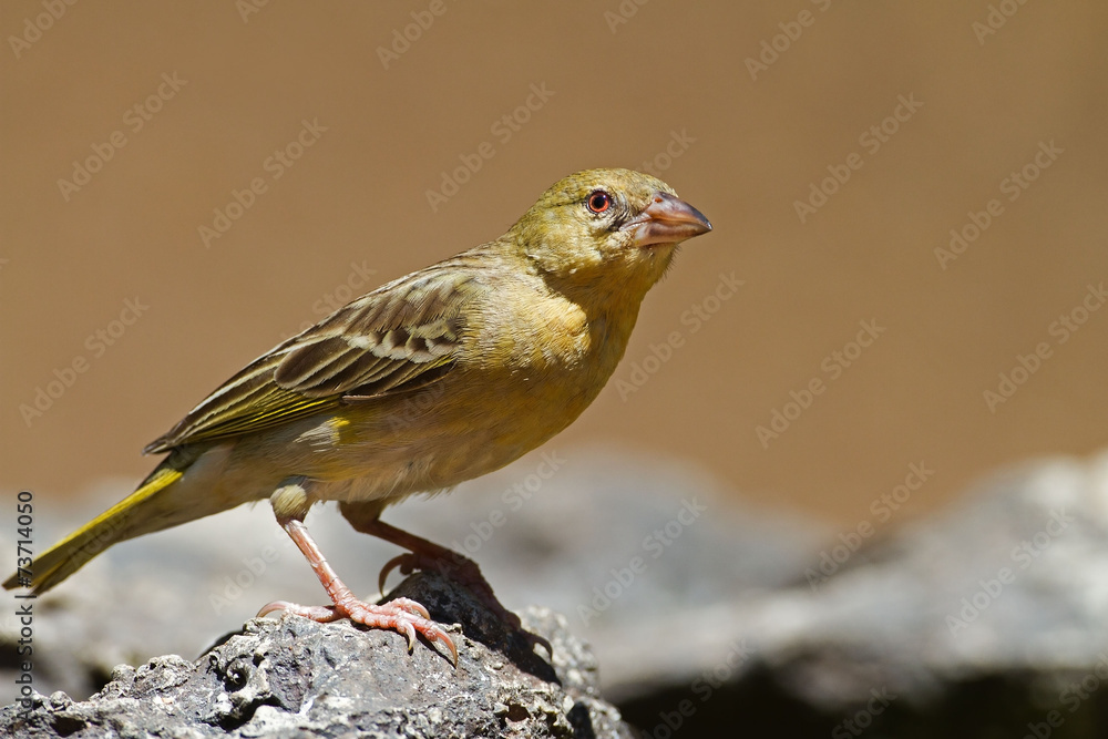 Non-breeding Southern Masked-Weaver; Ploceus velatus Non-breeding Southern Masked-Weaver; Ploceus velatus