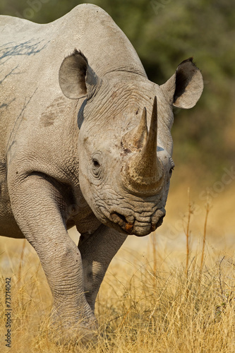 Portrait of Black Rhinoceros; Diceros bicornis